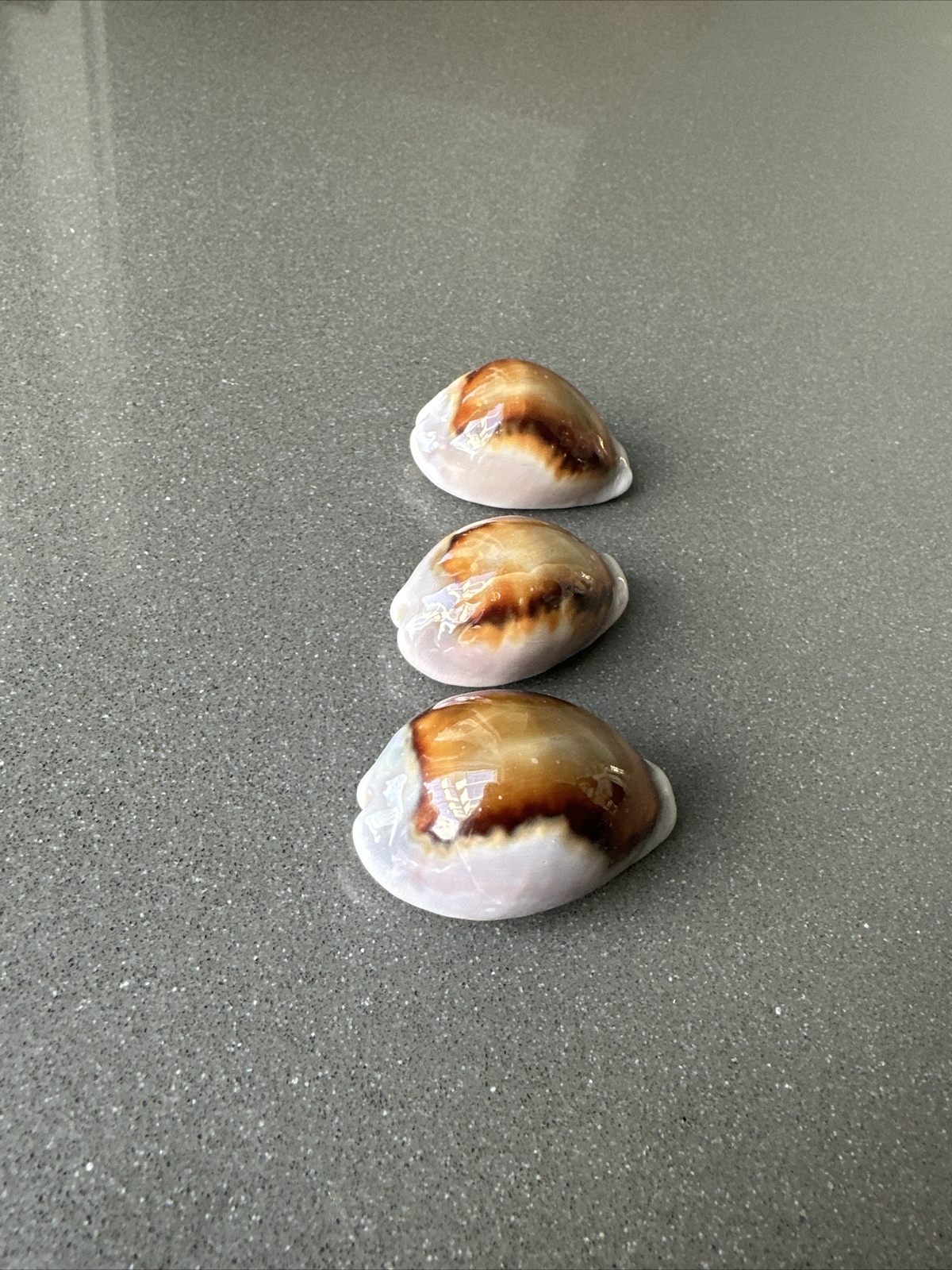COLLECTION Neobernaya spadicea Chestnut Cowrie. 1.5, 1.75, 2 inches ...