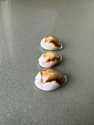 COLLECTION Neobernaya spadicea Chestnut Cowrie. 1.5, 1.75, 2 inches ...