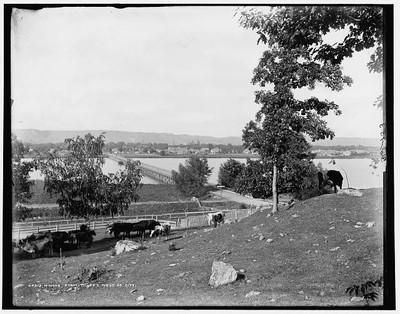 Bluffs west,city,cattle,rivers,cows,Mississippi River,Winona,Minnesota,MN,1880