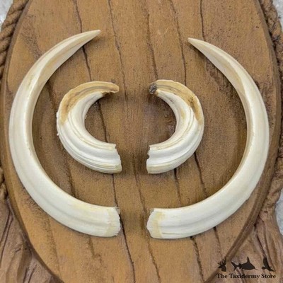 30925 P | Wild Boar Tusk Plaque Taxidermy For Sale | eBay