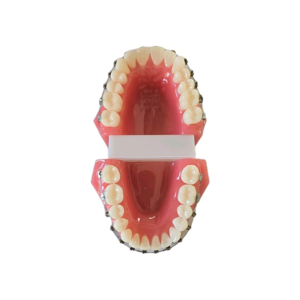 Damon 3MX Consultation Typodont 717-1033 by Ormco - Image 3 of 4