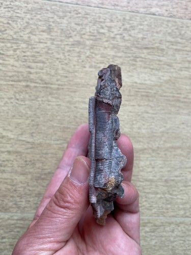 200g Triassic Natural crinoid and Trachyceras specimen Geologic rock - Picture 11 of 20