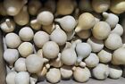Lot of 50 Dried Cleaned Tennessee Spinner Gourds Crafts Bowl Filler Extra Small