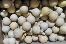 Lot of 50 Dried Cleaned Tennessee Spinner Gourds Crafts Bowl Filler Extra Small