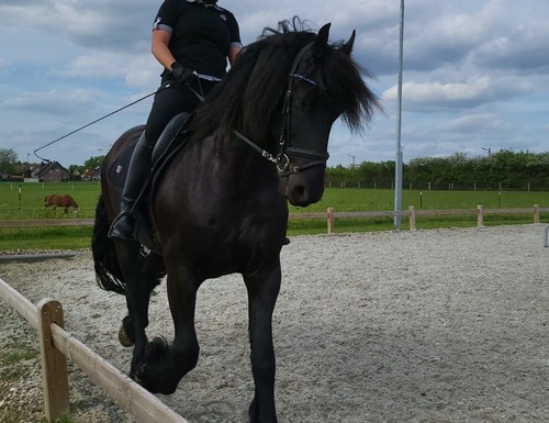 Biete Reitbeteiligung an einem sportlichen Friesen mit Top Papieren - Bild 10 von 12