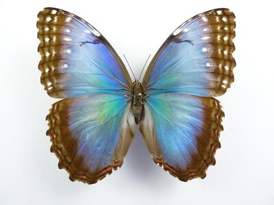 Morpho peleides carillensis Weibchen
