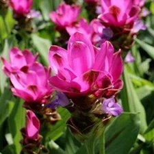 🌺🌺 Magnificent Curcuma Red flower-plant 3root rhizomes fast grow turmeric GR27