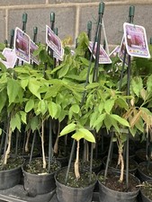 Wisteria sinensis 'Amethyst'  Plant in a 1 Litre Pot (Free UK Postage)