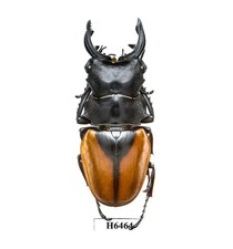 BEETLE, INSECT - H6464. Lucanidae: Odontolabis paulei-FREAK, 67MM, LAOS