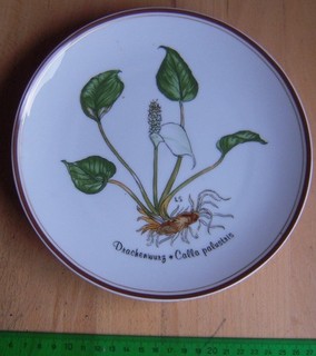 Rosenthal Teller Loki Schmidt Nr.2 Drachenwurz ClassicRoseCollection