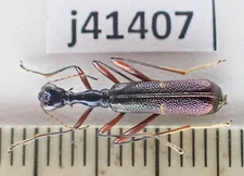 j41407. Insects, Cicindelidae sp. Vietnam North. Over 2000m