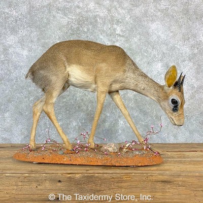 dik