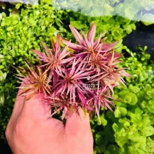 Limnophila Hippuridoides | Aquarium Plants Factory®