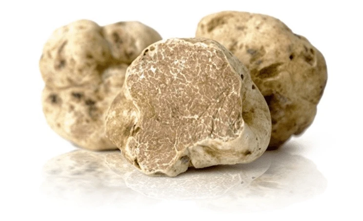 Tartufo Bianco Pregiato - Tuber Magnatum  Pico  D'Alba - ITALIA Gr 70 - Immagine 4 di 4
