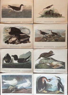 1800 s James Audubon Birds of America Book Plates 12 x 9 Lot of 8 pages removed
