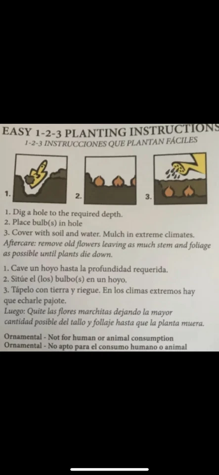 5 Alaska White Canna Lily Rhizome Bulb “ White Blooms” 100% Organic - Image 3 of 3