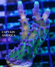 WWC CAPTAIN AMERICA - SPS LIVE CORAL