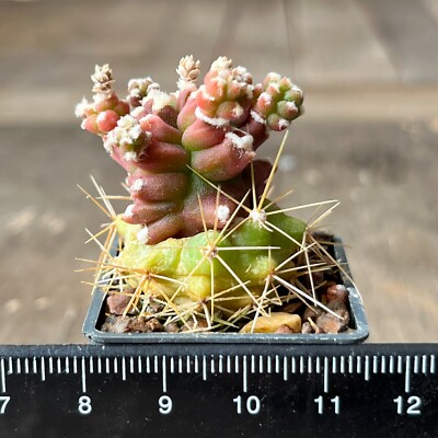 25-692. Gymnocalycium anisitsii f. Kikko (Grafted)