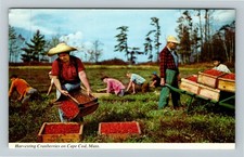 Cape Cod MA-Massachusetts, Harvesting Cranberries, Farm, Vintage Postcard
