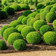 Buxus Ball Plant Evergreen Shaped Topiary Outdoor Garden Shrub