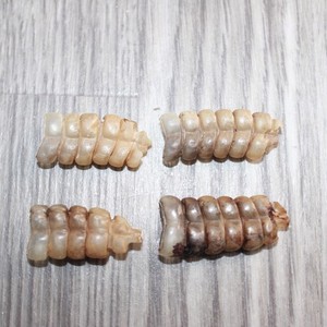 4 Small Rattlesnake Rattles  #1567   Taxidermy Diamondback Sidewinder