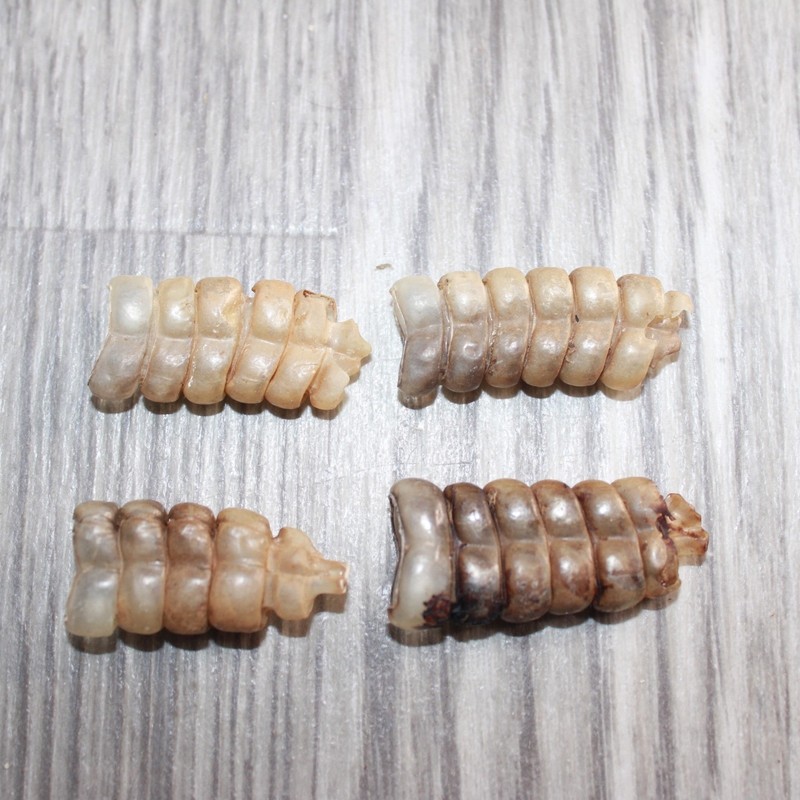 4 Small Rattlesnake Rattles  #1567   Taxidermy Diamondback Sidewinder