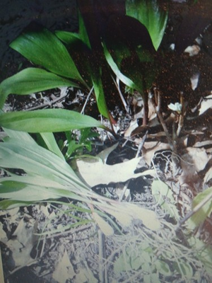 #ad #ad Wild Leeks Ramps 2 Pound Gourmet Organic Spring Onion PRE ORDER DIGGING SOON $26.99