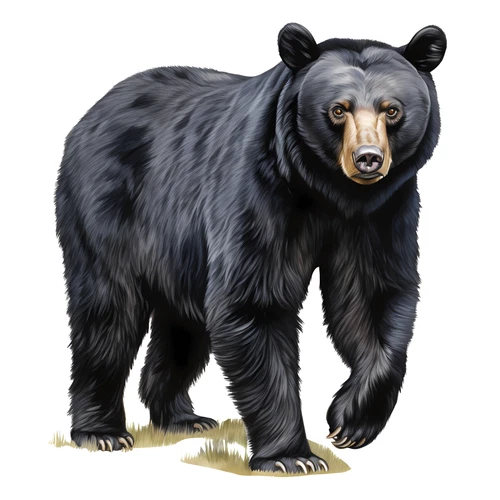 Black Bear Self Adhesive Sticker