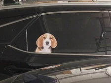 Beagle Pup Window Decal (Passenger Rear)