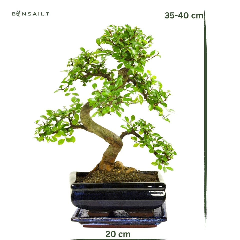 Bonsai Baum mit Keramik Blumentopf - Chinese Elm - ca. 8 Jahre ca. 32-40 cm hoch - Bild 2 von 4