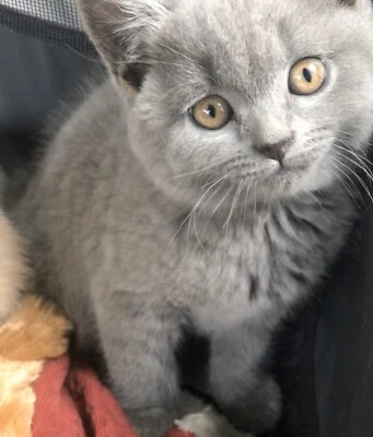 Stunning Blue British Shorthair Kitten Cute Cats Kittens Gumtree
