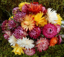 25+ suszonych kwiatów słomkowych Mieszany kolor Żółty brzoskwiniowy brzoskwiniowy łodygi, korony ślubne