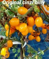 25 semi pomodoro datterino giallo ( semi italiani bío. )