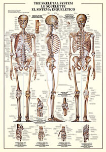 Human Skeleton Wall Chart