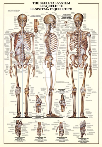SPORTS POSTER WAREHOUSE THE SKELETAL SYSTEM Human Body Anatomy HUGE Scientific 27x39 Wall Chart POSTER