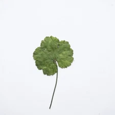 12PCS Real Pressed Dry leaf with stem, floral supply for art, candle FSS39