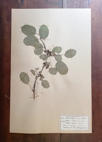 Antique Herbarium Pressed Botanical Specimen 1930s - Cornelian Cherry 11" x 17"