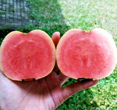 250+ Red Crystal Guava Seedss (Psidium guajava L) For Planting