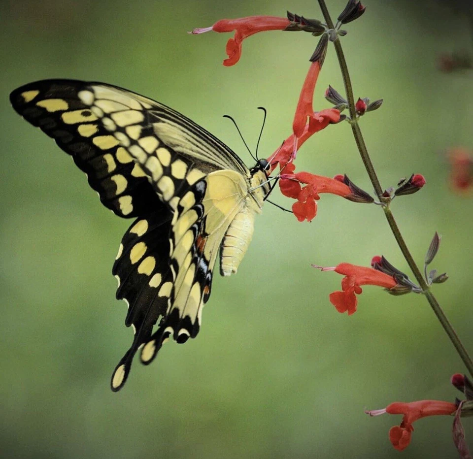 Texas Lady In Red Sage Salvia Coccinea 50 Seeds Bees Hummingbirds Butterflies - Image 2 of 4