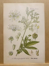 1886 ANTIQUE PICTURES LITHOGRAPH ART PRINT BOTANY FLOWER FLORA NATURE DECO PO...