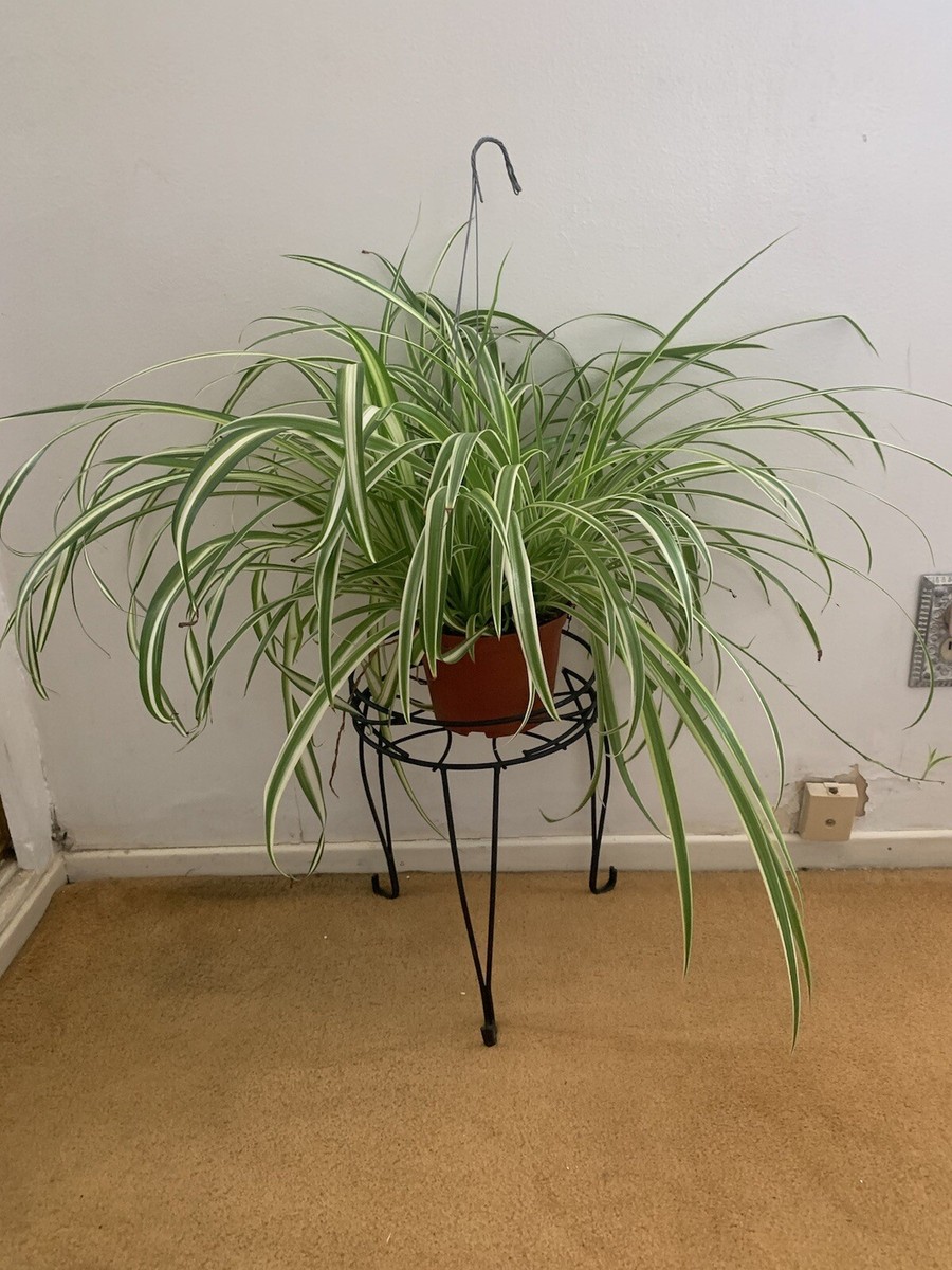 spider plants Premium Quality Indoor Plants From Southern California | eBay