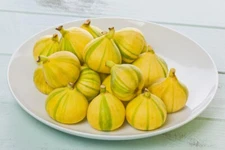 100+ Panache (Tiger Stripe) Fig Seeds for Garden Planting - USA PADDED SHIPPING!