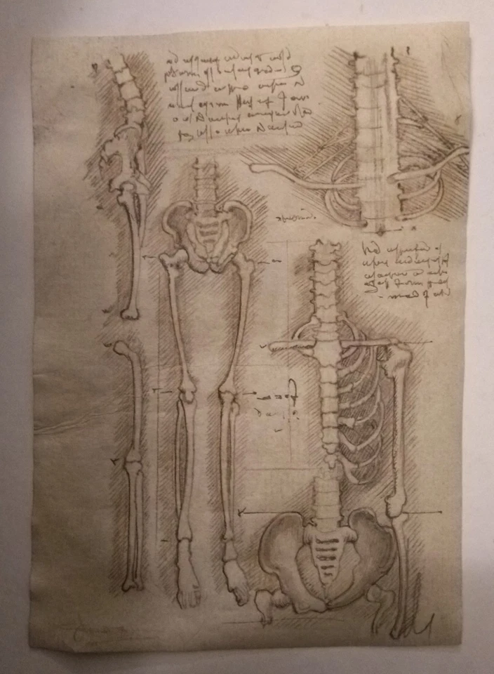 Anatomical studies from Leonardo da Vinci Codex ORIGINAL Ink Drawing - Image 3 of 4