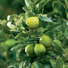 Kaffir Lime Tree- Grafted Semi-Dwarf Thai Kaffir Lime (Ma-grood)-Large