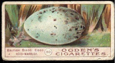 Tabakkarte, Ogdens, VÖGEL EIER, 1904, Red Warbler, #30