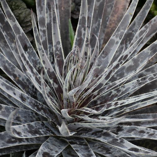Moonglow Mangave NICE STARTER Plant Agave/Manfreda Hybrid SPOTTED Leaves! - Picture 4 of 4