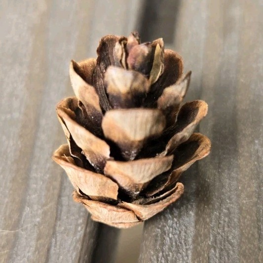 Lot of 20 Small Natural Pine Cones for Crafting