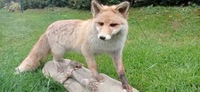 Dekofigur Fuchs als Tierpr&auml;parat auf Sockel Wildtier-Dekoration