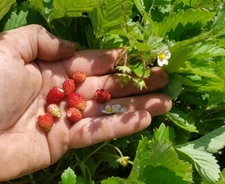 Wild Ruby JS Strawberry Seeds - NEW RELEASE! Everbearing & Sweet - No Runners!