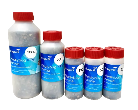 Mealybug killer deals
